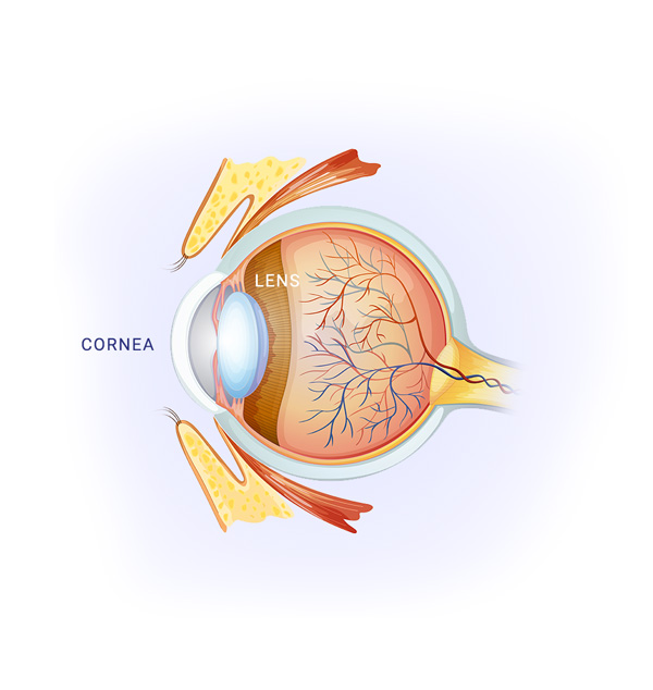cornea--long-valley